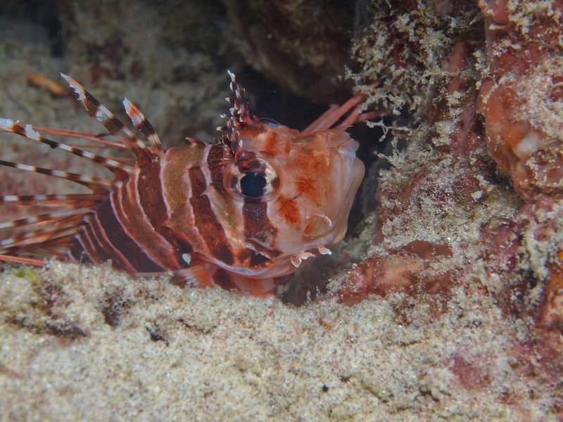 Lion Fish, Trawangan Slope